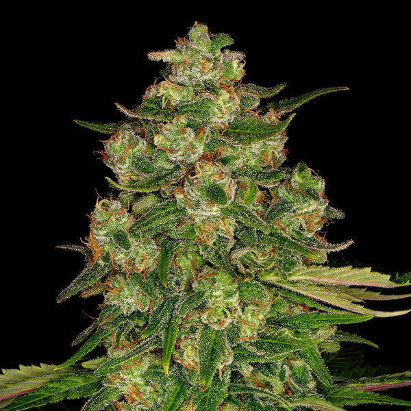 Banana (Zamnesia Seeds) Feminiserede