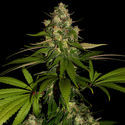 Banana (Zamnesia Seeds) Feminiserede