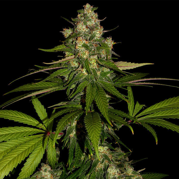 Banana (Zamnesia Seeds) Feminiserede