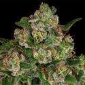 Banana (Zamnesia Seeds) Feminiserede