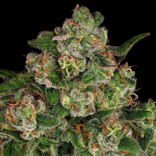 Banana (Zamnesia Seeds) Feminiserede