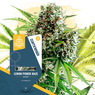 Lemon Power Haze (Zamnesia Seeds) feminiserede cannabisfr&oslash;