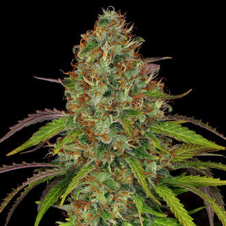 Lemon Power Haze (Zamnesia Seeds) Feminiserede