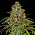 Lemon Power Haze (Zamnesia Seeds) Feminiserede