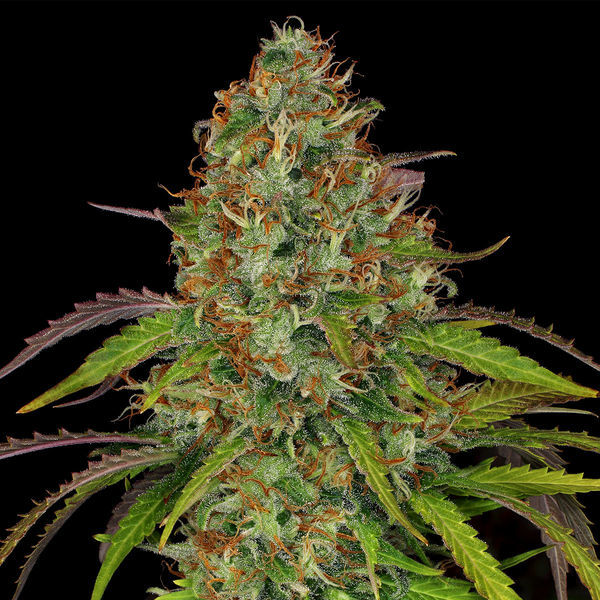 Lemon Power Haze (Zamnesia Seeds) Feminiserede