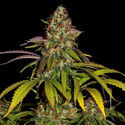 Lemon Power Haze (Zamnesia Seeds) Feminiserede