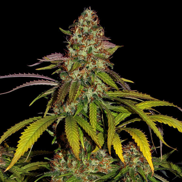 Lemon Power Haze (Zamnesia Seeds) Feminiserede