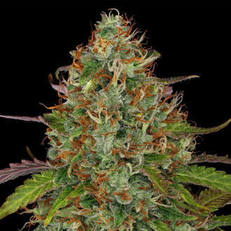 Lemon Power Haze (Zamnesia Seeds) Feminiserede