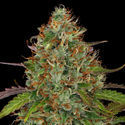 Lemon Power Haze (Zamnesia Seeds) Feminiserede