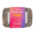 Zamnesia Classic grow kit 'Golden Teacher'