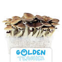Zamnesia Classic grow kit 'Golden Teacher'