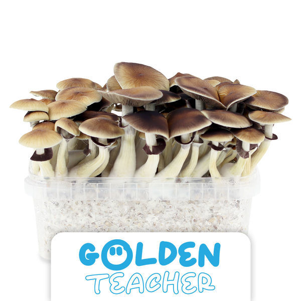 Zamnesia Classic grow kit 'Golden Teacher'