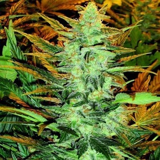 Lowryder #2 (Doctor's Choice) Feminiserede