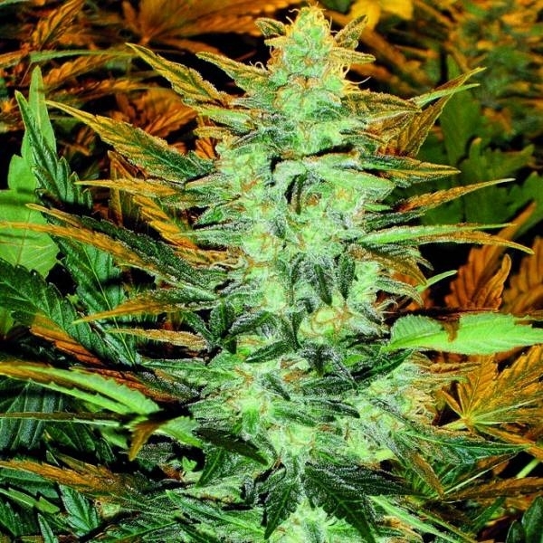 Lowryder #2 (Doctor's Choice) Feminiserede