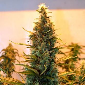 Lowryder 2 (Doctor's Choice) feminiserede cannabisfr&oslash;