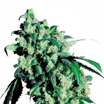 Super Skunk (Sensi Seeds) feminiserede cannabisfr&oslash;
