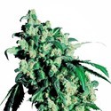 Super Skunk (Sensi Seeds) Feminiserede