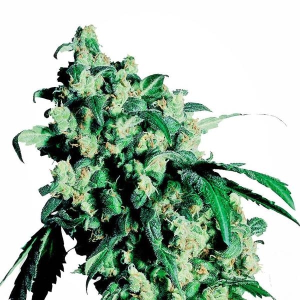 Super Skunk (Sensi Seeds) Feminiserede