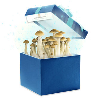 Fresh Mushrooms dyrkningskit (Zamnesias valg) 1200 ml