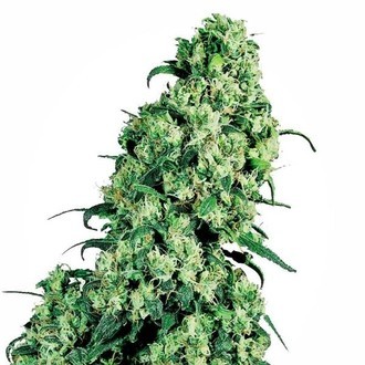 Skunk 1 (Sensi Seeds) Feminiserede