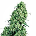 Skunk 1 (Sensi Seeds) Feminiserede