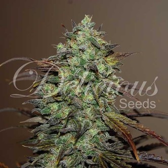 Eleven Roses (Delicious Seeds) feminiserede cannabisfr&oslash;