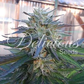 Eleven Roses (Delicious Seeds) Feminiserede