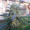 Eleven Roses (Delicious Seeds) Feminiserede
