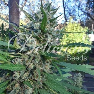 Eleven Roses (Delicious Seeds) Feminiserede