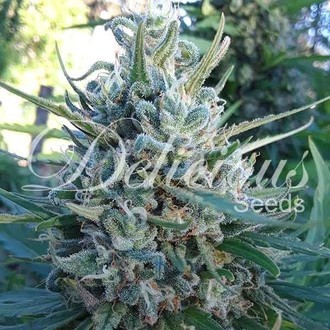 Eleven Roses (Delicious Seeds) Feminiserede