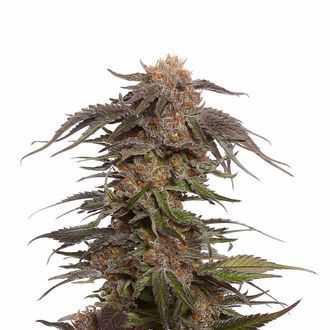 Blue Magic (Amsterdam Genetics) Feminiserede