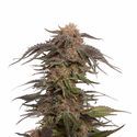 Blue Magic (Amsterdam Genetics) Feminiserede