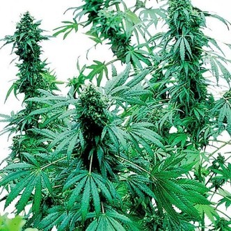 Early Skunk (Sensi Seeds) feminiserede