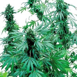 Early Skunk (Sensi Seeds) Feminiserede