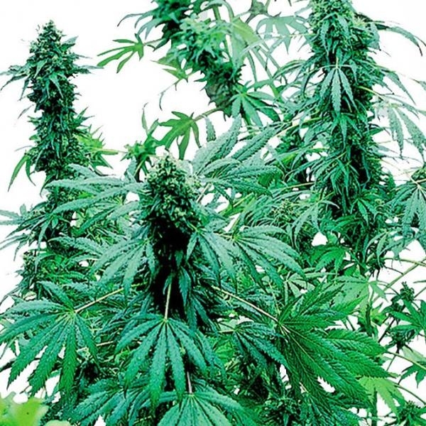 Early Skunk (Sensi Seeds) Feminiserede