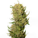 AK-020 Autoflower (Amsterdam Genetics) Feminiserede