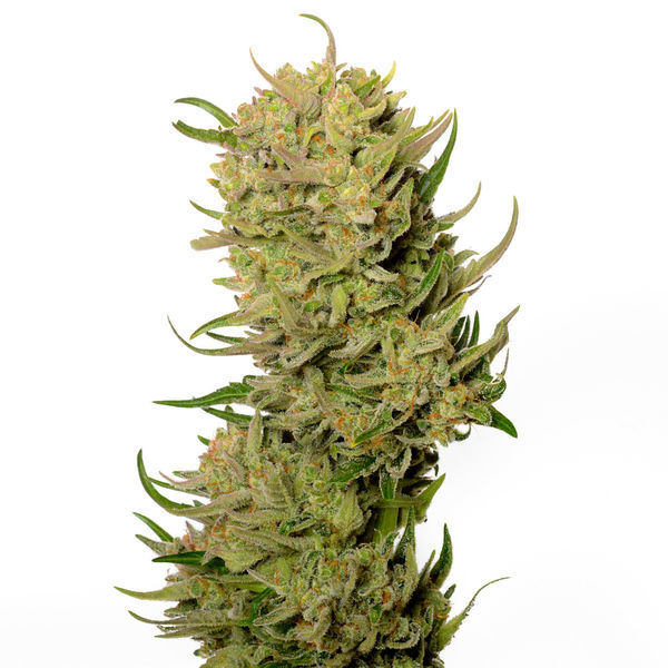 AK-020 Autoflower (Amsterdam Genetics) Feminiserede