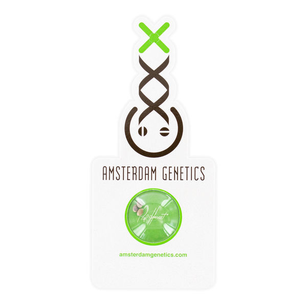 Blue Amnesia Autoflower (Amsterdam Genetics) Feminiserede