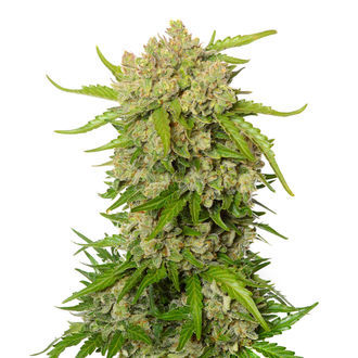 Blue Amnesia Autoflower (Amsterdam Genetics) Feminiserede