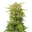 Blue Amnesia Autoflower (Amsterdam Genetics) Feminiserede