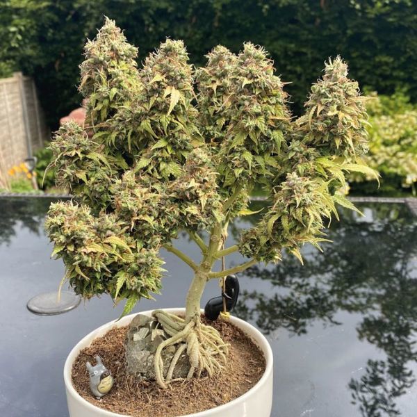 White Choco Autoflower (Amsterdam Genetics) Feminiserede