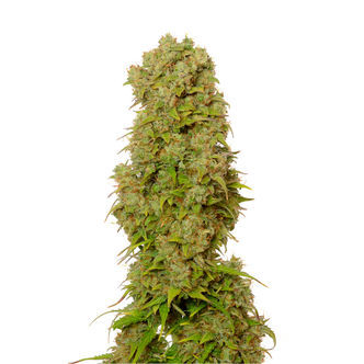 White Choco Autoflower (Amsterdam Genetics) feminiserede
