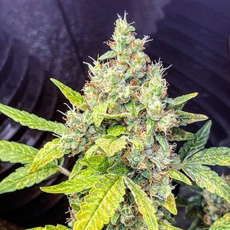 Milkshake Kush Autoflower (Amsterdam Genetics) Feminiserede