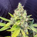 Milkshake Kush Autoflower (Amsterdam Genetics) Feminiserede