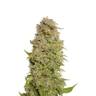 Milkshake Kush Autoflower (Amsterdam Genetics) Feminiserede
