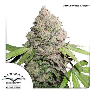 CBD Charlotte’s Angel (Dutch Passion) Feminiserede