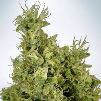 Mandarin Haze (Ministry of Cannabis) feminiserede cannabisfr&oslash;