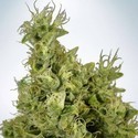 Mandarin Haze (Ministry Of Cannabis) Feminiserede