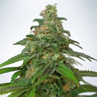 Auto Mandarin Haze (Ministry of Cannabis) feminiserede
