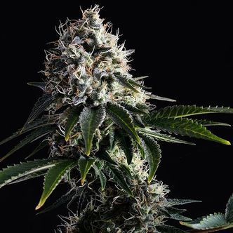 Swiss Dream CBD (Kannabia) Feminiserede cannabisfr&oslash;